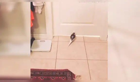 Loro se rehusa a alejarse de su dueño y lo apura cada vez que va al baño [VIDEO]