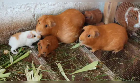 Venta de cuy vivo estará exonerado del pago del IGV