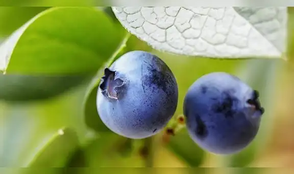 Minagri establece requisitos fitosanitarios para la importación de plantas de arándano de España