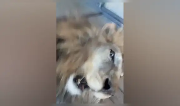 Mujer se acerca a enorme león que crió de bebé y este tiene efusiva reacción al verla [VIDEO]