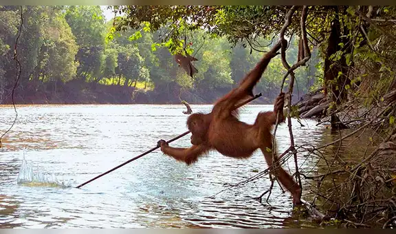 Captan a orangután salvaje pescando con una lanza en Indonesia