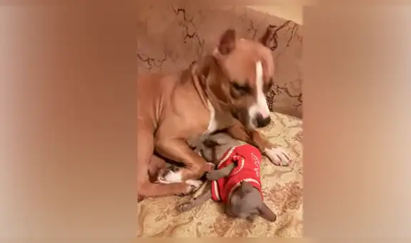 Perro conoce a la nueva mascota de su dueña y tiene tierna reacción [VIDEO]