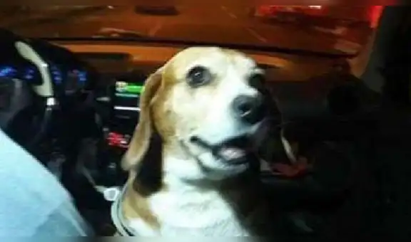 Taxista adopta una perrita y ahora lo acompaña en todos sus viajes [FOTOS]