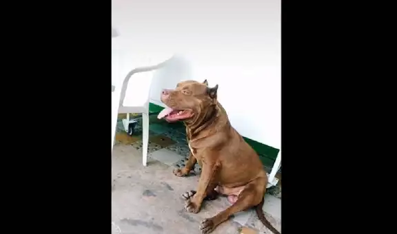 Pitbull tiene inesperada reacción al escuchar a su dueña decir que se lo iban a comer [VIDEO]