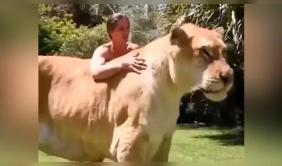 YouTube viral: Tigresa y león tienen cría considerada el felino más grande del mundo [VIDEO]
