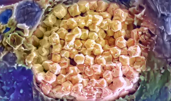 Hallan, dentro de una roca, agua de un mar que existió hace 390 millones de años