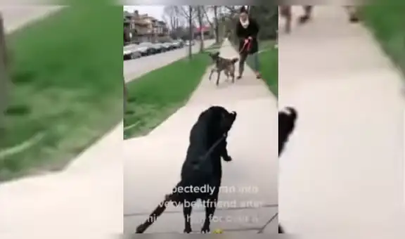 Perritas conmueven a todos al tener emotivo reencuentro después de no verse un mes [VIDEO]  