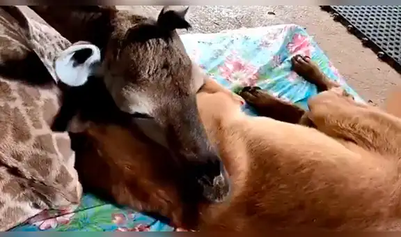 Perro conmueve al proteger a indefenso bebé jirafa abandonado por su madre [VIDEO] 