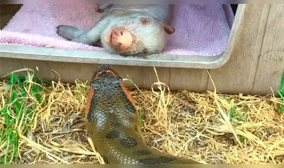 Cerdo bebé se topa con voraz anaconda y su trágico final deja aterrados a miles [VIDEO]