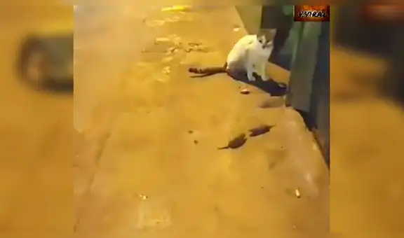 Hambriento gato observa pelea de ratones y no sabe a cuál comerse [VIDEO]