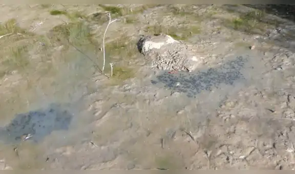 Joven pone las manos en extraño charco y se topa con cientos de peculiares criaturas negras [VIDEO]