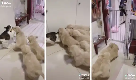 Lo abrumaron: perritos golden se abalanzan contra un gato para darle cariño