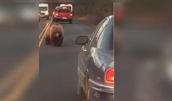 YouTube viral: Conductor es acechado por gigantesco oso en autopista y ocurre aterrador momento [VIDEO]