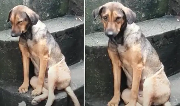 Hera, la perrita ‘guardián’ que cuida la casa de su amo todas las noches