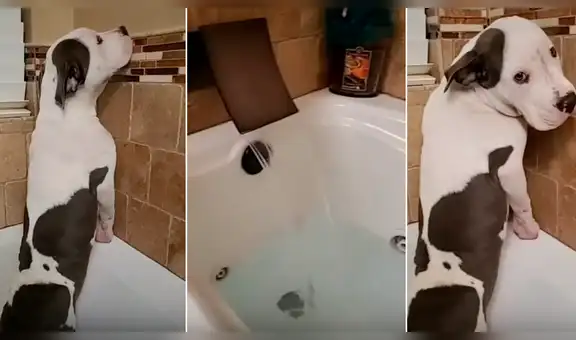 Perro no quería bañarse y reacciona de forma insólita al ver que su dueña alistaba la tina con agua [VIDEO]