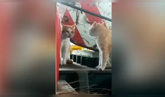 Gato termina aterrado al ver que su ‘reflejo’ en realidad era otro animal de su misma especie [VIDEO]
