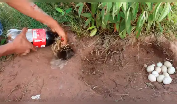 Hombre mezcla Coca Cola y Mentos en extraño hoyo y emerge una letal criatura [VIDEO]