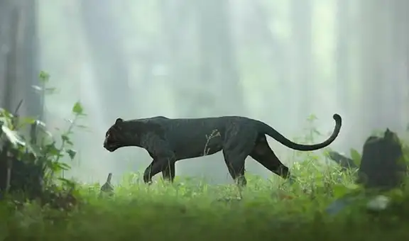 Fotógrafo queda ‘cara a cara’ de una pantera negra y miles quedan cautivados con su aspecto  