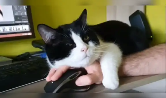 Hombre intenta trabajar desde su casa y su gato se lo impide con graciosa conducta [VIDEO]