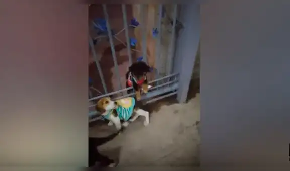 Perro se reencuentra con su ‘amigo’ callejero y tiene una conmovedora reacción [VIDEO]