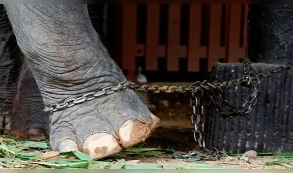 Elefante muere por cansancio mientras trasladaba a un grupo de turistas [VIDEO] 