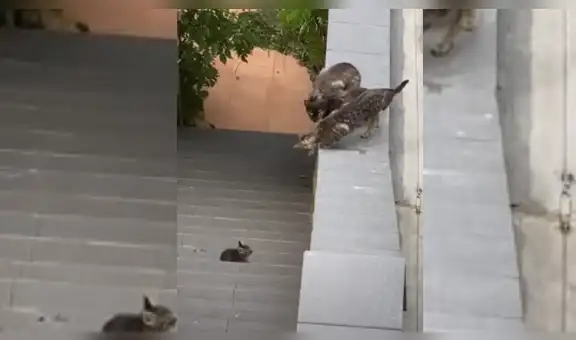Gatito no puede saltar a una azotea y su familia hace de todo para ayudarlo [VIDEO]