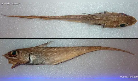 YouTube: Atrapa impresionante criatura marina y se la come, a pesar de no conocer su verdadero origen [VIDEO]