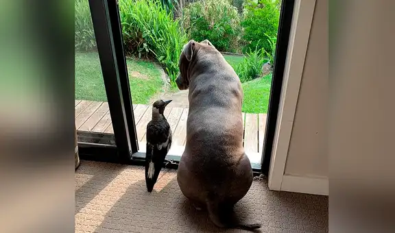 Perrita encuentra a urraca herida, la cuida y ahora son inseparables amigos