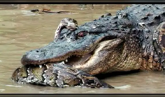 Turista capta momento en que anaconda disloca su mandíbula para engullir a enorme cocodrilo [VIDEO]