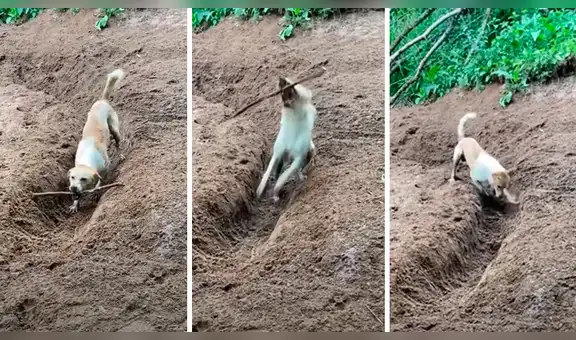 Perro convierte un palo de madera en su juguete favorito y protagoniza tierna escena [VIDEO]