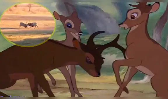 Facebook: Encuentran a 'Bambi' enfrentándose a otro ciervo por amor [VIDEO] 