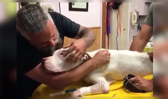 La conmovedora despedida de un hombre a su perro antes de verlo morir hace llorar a miles [VIDEO]