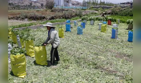 Bloqueos de vías impiden a agricultores sacar sus productos y venderlos