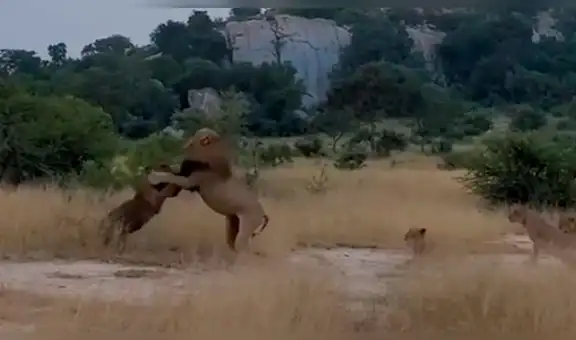 Feroz león se enfrenta a su hijo para expulsarlo de la manada y ocurre lo inesperado [VIDEO] 