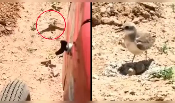 Facebook viral: mamá ave para enorme tractor con su aleteo y evita un trágico final [VIDEO] 