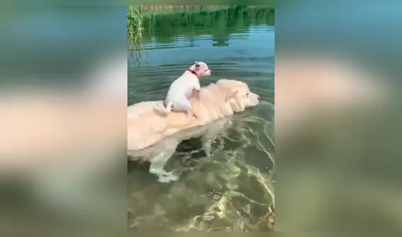 Perro teme nadar en lago, su ‘amigo’ se da cuenta y lo ayuda a vencer su miedo [VIDEO] 