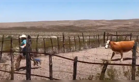 Enorme toro tiene furiosa reacción al ver que granjero quiere capturarlo con larga soga [VIDEO]