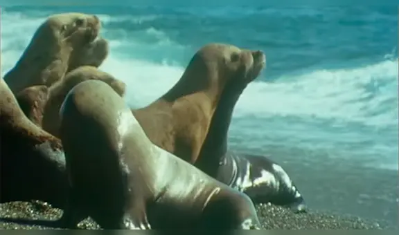 YouTube viral: Descomunal animal emerge del mar para tragar entero a un lobo marino [VIDEO]