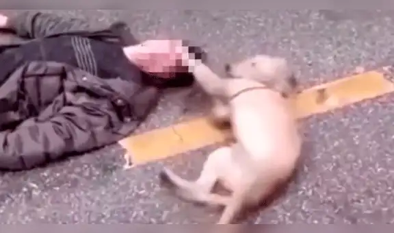 YouTube: el conmovedor momento en que un perro intenta reanimar a su dueño desmayado [VIDEO]