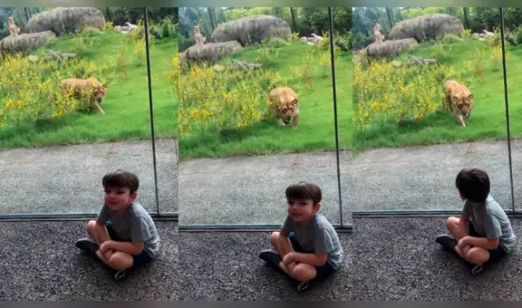 Niño se aproxima al hogar de feroz leona y esta intenta atacarlo [VIDEO]