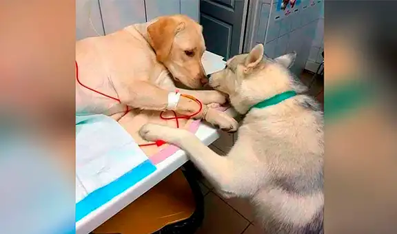 Cachorro asiste a su amo veterinario para decirle a los pacientes que “todo estará bien” [FOTOS]