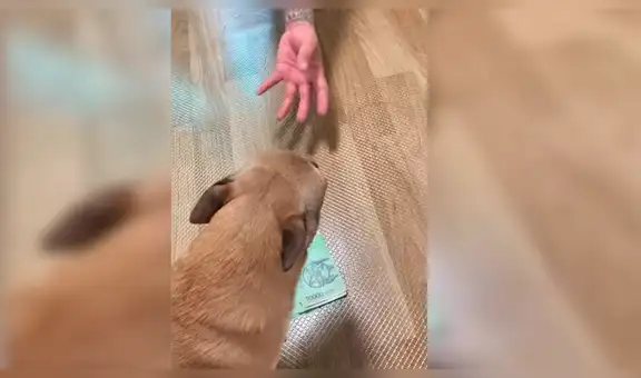 Captan la curiosa reacción de un perro cuando se acercan al dinero de su dueño [VIDEO]