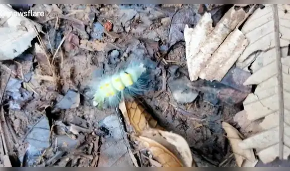 Temibles hormigas matan en segundos a oruga que invadió su territorio [VIDEO]