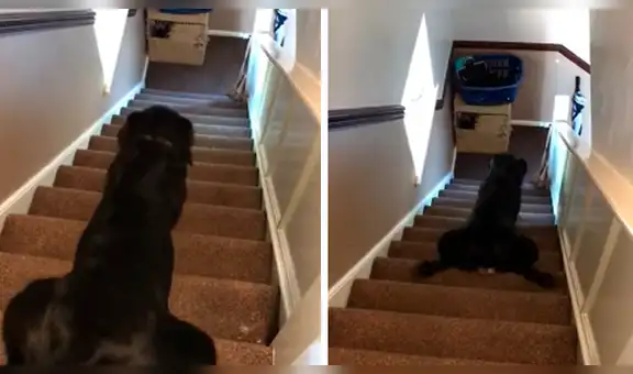 Perro llama la atención de su dueña al usar curiosa técnica para bajar las escaleras [VIDEO]