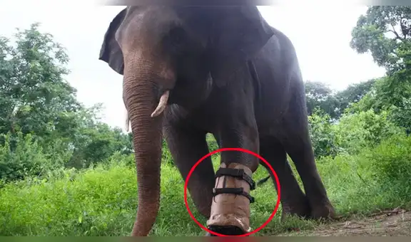 Elefante pierde una pata tras caer en trampa y ahora es feliz usando una prótesis [VIDEO] 