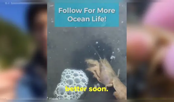 Joven halla unos camarones y nota que fueron infectados por unos raros parásitos [VIDEO]