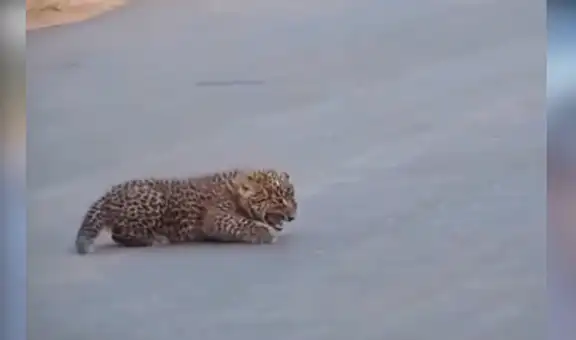 Mamá leopardo protege a sus crías al notar la presencia de turistas en su hábitat [VIDEO]