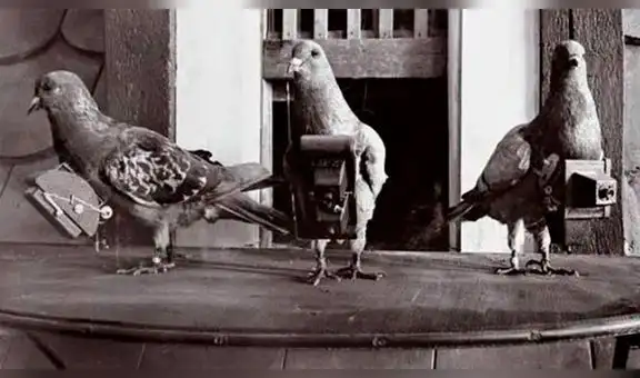 Revelan las misiones de las palomas espías que la CIA usó en la Guerra Fría