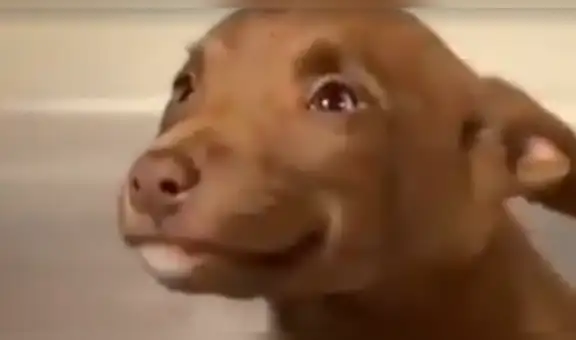 Vía Facebook: tierno cachorro 'sonrie' al saber que será adoptado y tendrá nueva familia [VIDEO] 