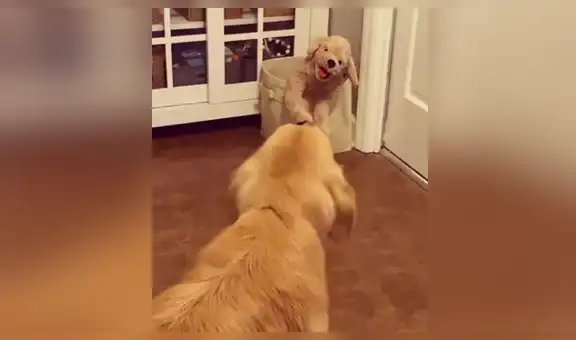 Perro tiene curiosa reacción al ver que sus dueños le compraron un peluche parecido a él [VIDEO]